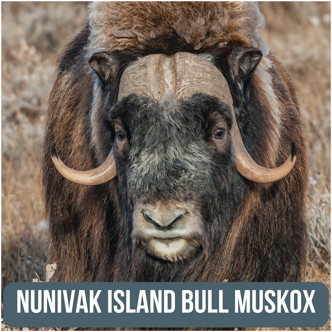 Keeping Nelson Island Muskox Population on Target, Alaska